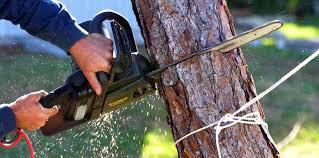 Best Residential Tree Removal  in Weidman, MI