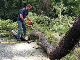 Trusted Weidman, MI Tree Removal Services Experts