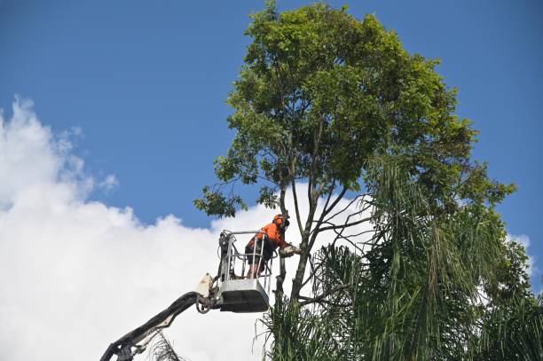 Tree and Shrub Care in Weidman, MI