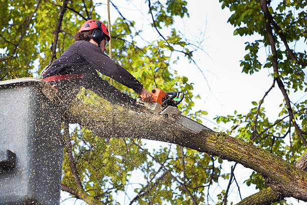 Best Lawn Mowing  in Weidman, MI