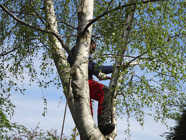 Best Hazardous Tree Removal  in Weidman, MI