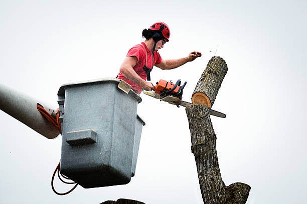 Best Residential Tree Removal  in Weidman, MI