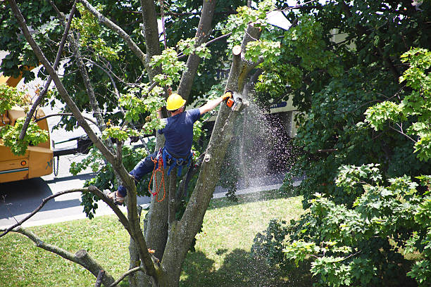 How Our Tree Care Process Works  in  Weidman, MI